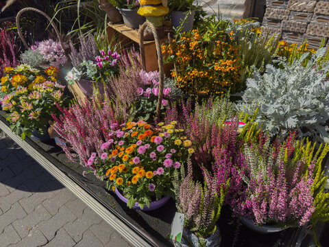 Colorful plants and flowers for autumn planting, for sale in a flower shop.