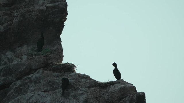 Cormorants silhouettes cliff seabirds nesting on steep jagged rock formations against a bright overcast sky