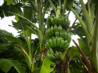 A close up of a healthy bunch of raw green bananas growing on a tree in a tropical garden with large vibrant leaves providing a natural background for this fruit. © OnlyDesign
