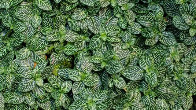 Fittonia Nerve Plant White Vein Pattern - Tropical Ground Cover Indonesia