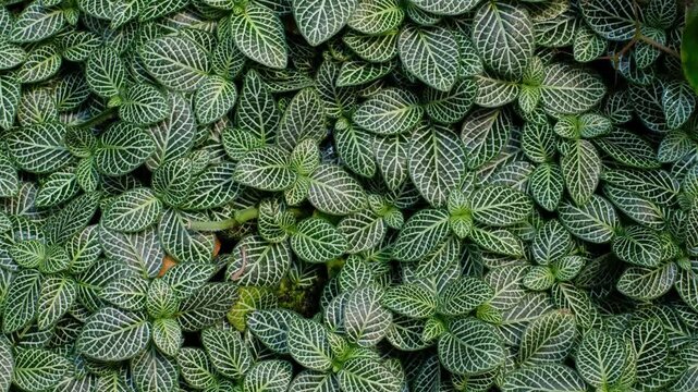 Fittonia Nerve Plant White Vein Pattern - Tropical Ground Cover Indonesia