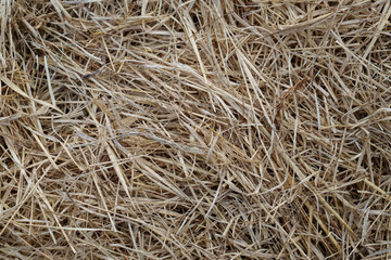 Top view of dry grass straw texture background  © Silky Oaks