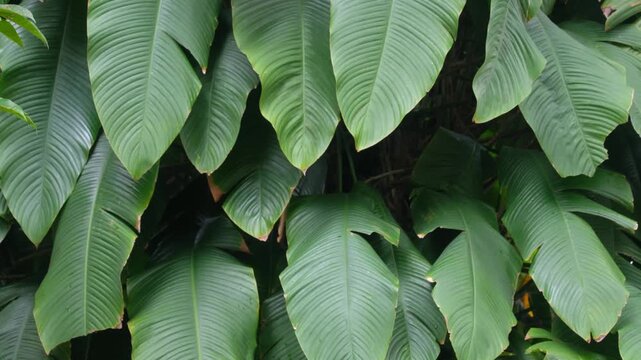 Large Tropical Broad Leaves with Parallel Veins - Lush Tropical Foliage Indonesia