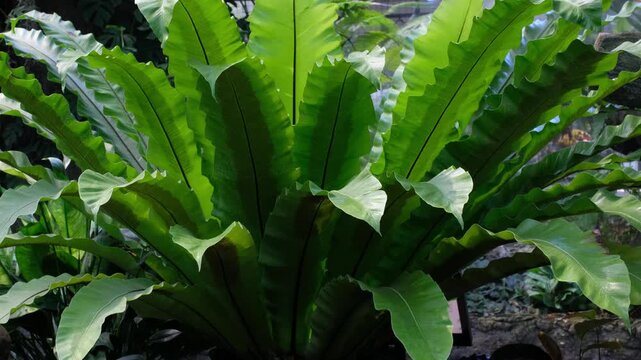 Bird's Nest Fern (Asplenium Nidus) Close-Up - Large Tropical Fern Indonesia