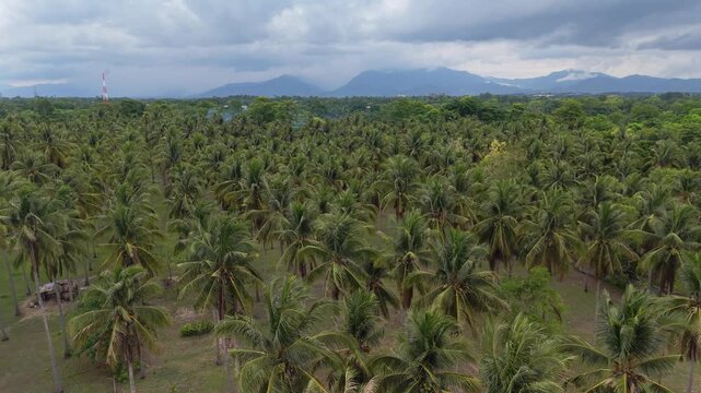 Aerial View of Coconut Palms and Mountains in Puerto Princesa