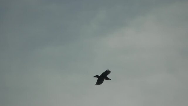 Raven, flying, silhouette of large black bird soaring high through the moody gray clouds in the vast sky.
