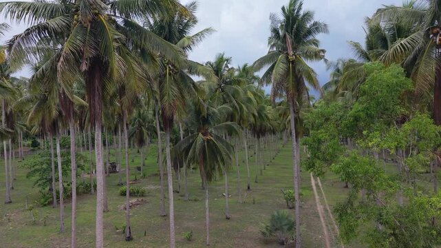Low Aerial View of Coconut Fronds and a Track in Puerto Princesa