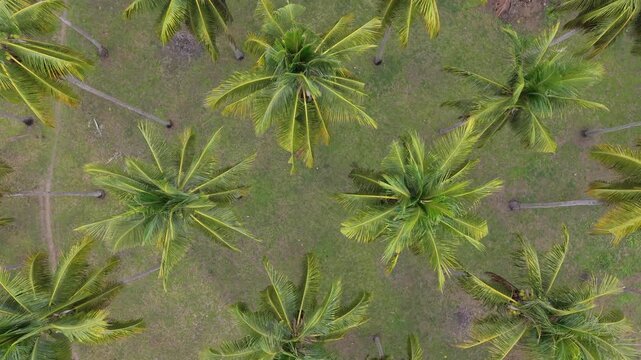 Rotating Overhead View of Coconut Palms in Puerto Princesa