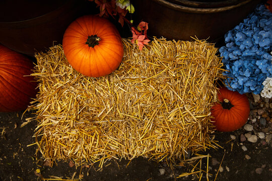 Autumn Harvest Display with Straw Hay Bale, Pumpkins, and Blue Hydrangeas