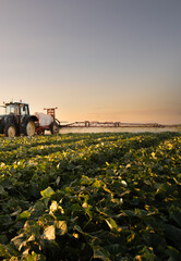 Obraz premium Agricultural Tractor Spraying Cucumber Field at Sunset