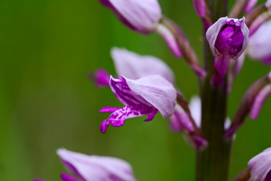 Helm-Knabenkraut // Military orchid (Orchis militaris) - Sedano, Burgos, Spanien