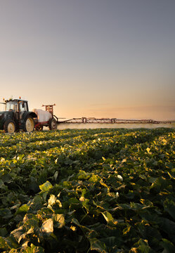 Agricultural Tractor Spraying Cucumber Field at Sunset