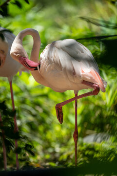 A flamingo balances elegantly on one leg while bending its neck back to preen its feathers.