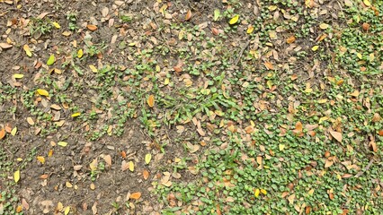Fototapeta premium Fallen autumn leaves on dirt ground with green cover. Abstract organic pattern of fallen leaves on dirt. Top view of colorful dry leaves scattered on soil ground and small green plants.