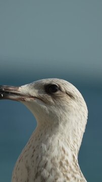 Seagull head portrait close up of white sea bird looking around with blue ocean background at a seaside harbor