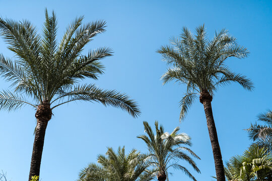 palm trees hot weather spain 