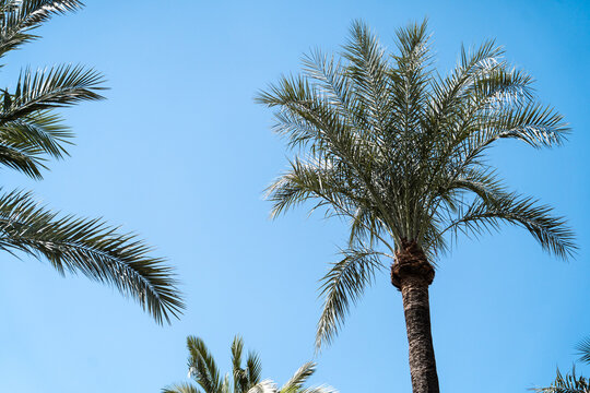 single palm tree 
