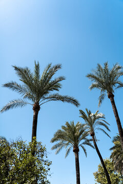 palm trees againt sky background wallpaper