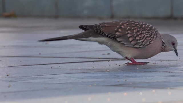 Spotted dove pecking crumbs on pavement