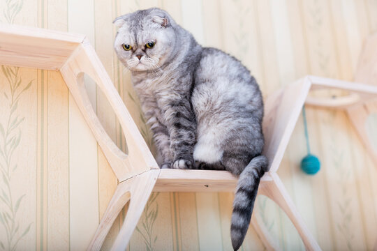 Scottish Fold cat on a geometric cat shelf