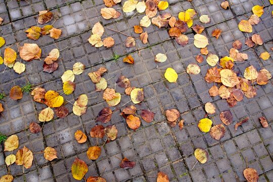 Scattered Fallen Leaves on Tiled Pavement
