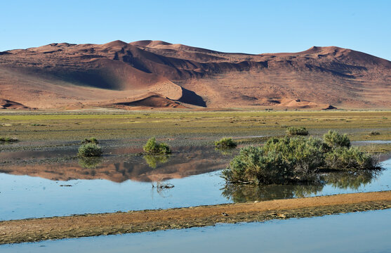 Namib Desert dunes reflected in the still water