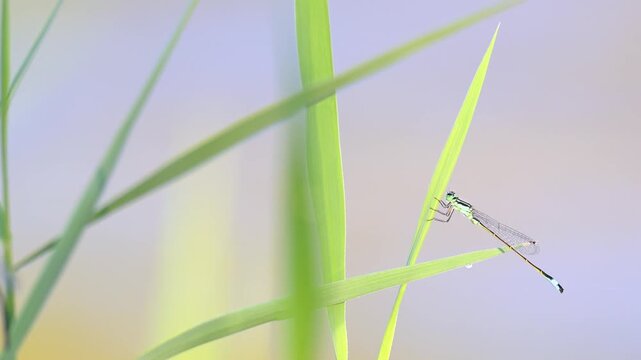 Immature male blue-tailed damselfly perched on a leaf of common reed shaken by a light breeze at the edge of a pond. Ischnura elegans, Phragmites australis, Indre-et-Loire, Centre Val de Loire, France