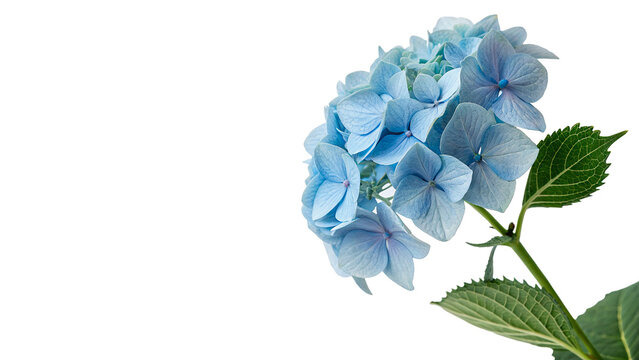 Beautiful big bouquet of blue hydrangea flower stem isolated on transparent background