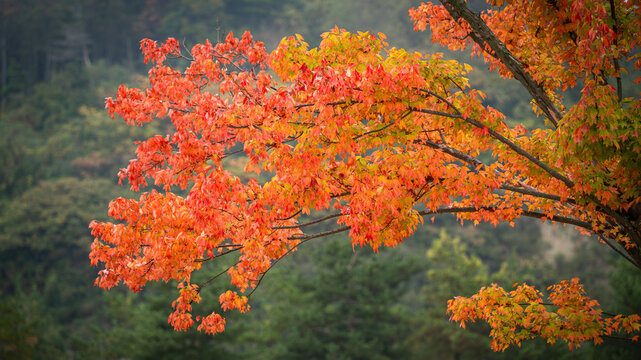 Beautiful autumn maple tree leaves with orange and red foliage against blue sky.