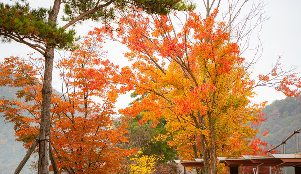Beautiful autumn maple tree leaves with orange and red foliage against blue sky.