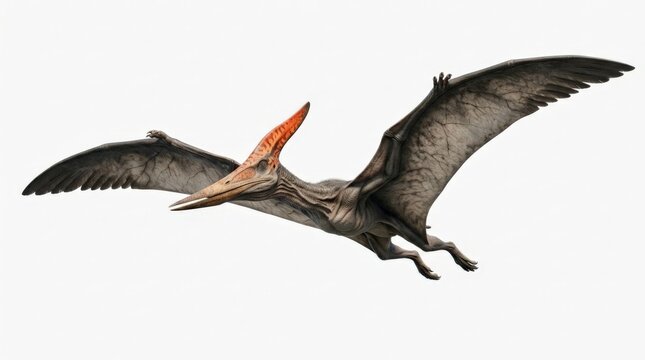 A detailed digital art illustration of a prehistoric pterosaur dinosaur flying dynamically with outstretched wings isolated against a clean plain white background