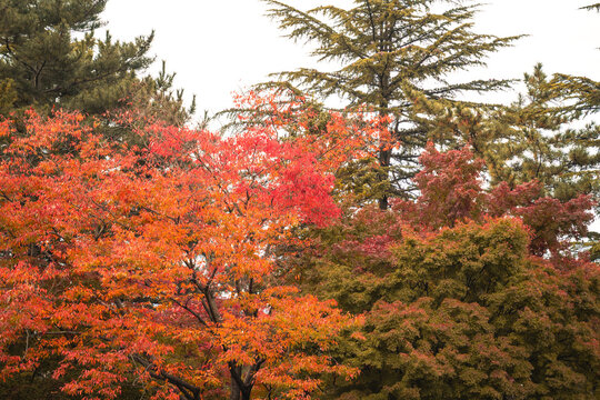 Beautiful autumn maple tree leaves with orange and red foliage against blue sky.