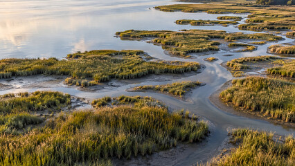 Obraz premium Branching Tidal Channels in a Salt Marsh
