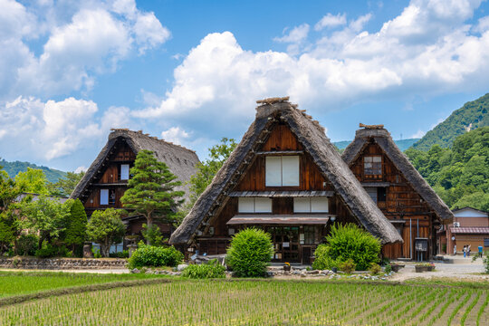 Traditional houses and rice fields in Shirakawa-go, rural Japan