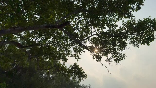 Sunlight Through Mangrove Tree Canopy in Sundarbans, Bangladesh