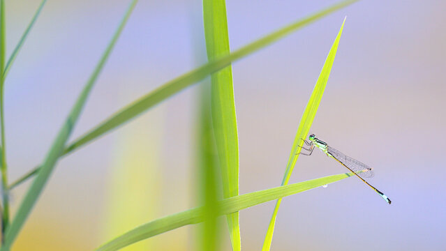 Immature male blue-tailed damselfly perched on a leaf of common reed shaken by a light breeze at the edge of a pond. Ischnura elegans, Phragmites australis, Indre-et-Loire, Centre Val de Loire, France