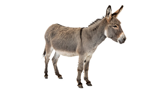 Single domestic donkey animal standing isolated on transparent background