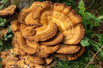 Dense Layered Bracket Fungus on Mossy Tree Base © La Media Vola