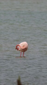 Flamingo Feeding and Foraging in a Wetland