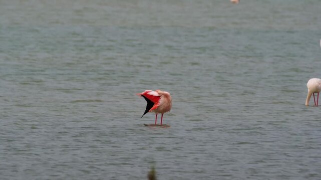 Greater Flamingo Feeding and Foraging in a Wetland