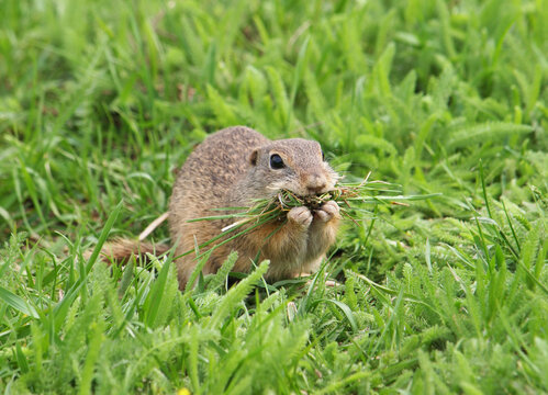 European ground squirrel (Spermophilus citellus) carrying grass for nest lining