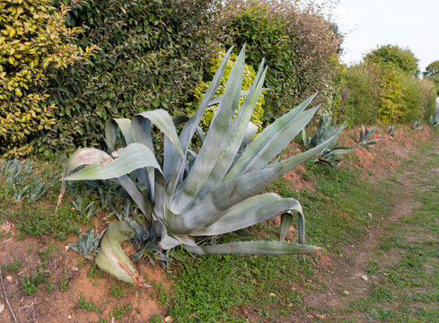 agave