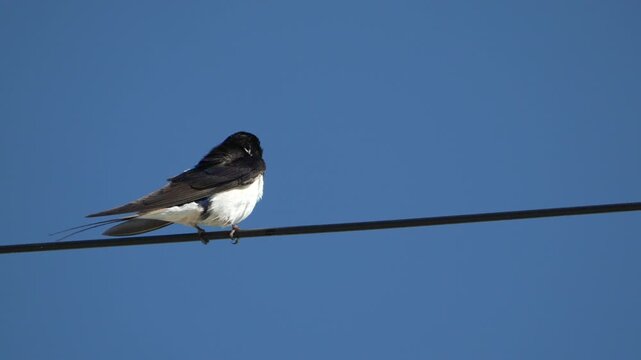 Barn swallow perches on wire, flapping wings and grooming feathers under clear sky. Static shot captures sharp avian detail.
