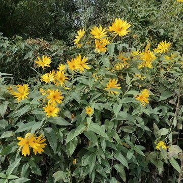 Square background of blooming yellow Jerusalem artichoke flowers on a dense green bush