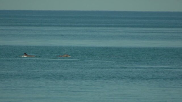 Marine wildlife swimming through clear open waters as small pods of dolphins surface rhythmically in the distance. Wide static shot.