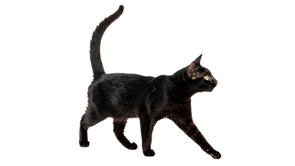 Black cat walking sideways spooky silhouette domestic pet isolated on transparent background © Oliver Plaza Photo