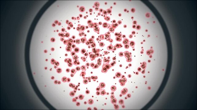Microscopic 3D Animation of Embryonic Stem Cells Colony Undergoing Mitosis and Tissue Section Magnification for Cellular Therapy Research, Pathology Diagnosis, and Medical Biotechnology Concept