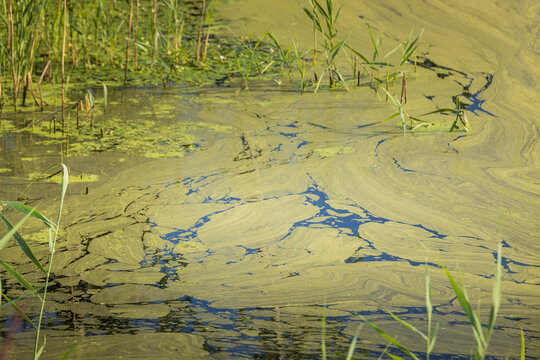 Muddy water swirls with green algae and reeds