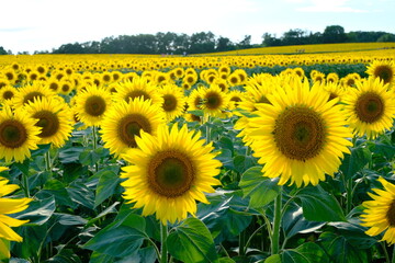 Obraz premium field of sunflowers in summer Hokuryu Town, Hokkaido