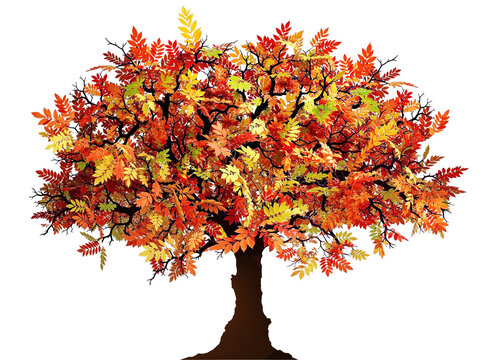 Colorful autumn rowan tree isolated on transparent background cutout graphic asset